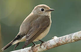 Taiga Flycatcher