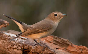 Taiga Flycatcher