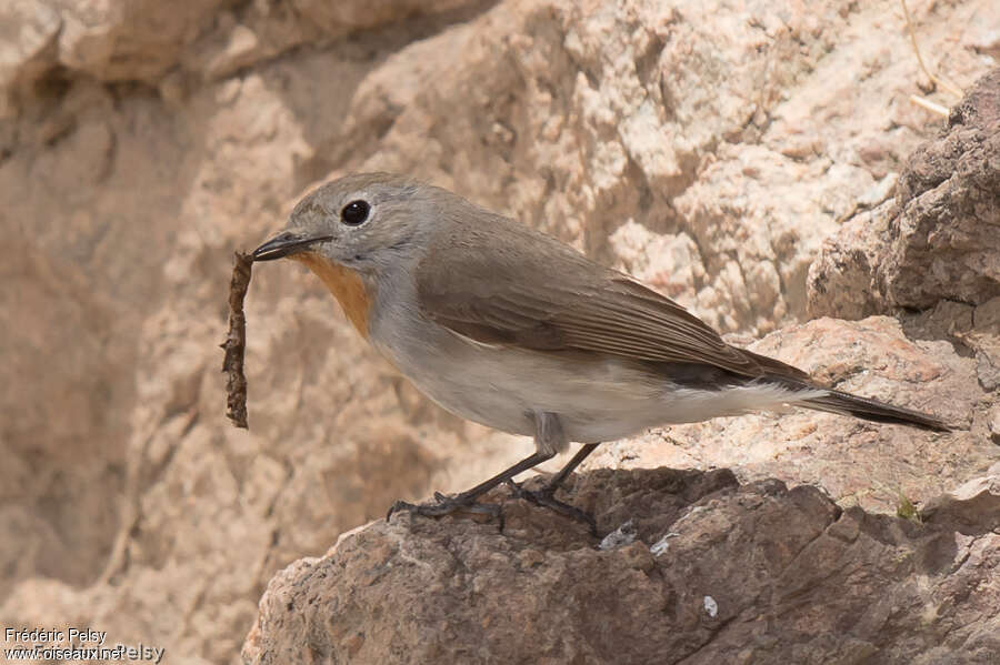 Taiga Flycatcher male adult breeding, pigmentation, feeding habits, eats