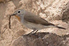 Taiga Flycatcher