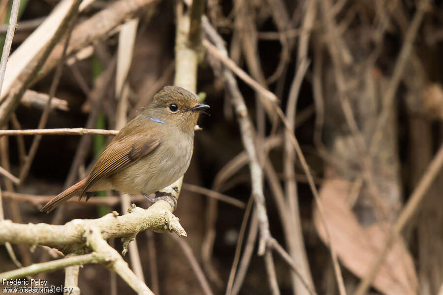 Small Niltava female adult, identification