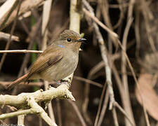 Small Niltava