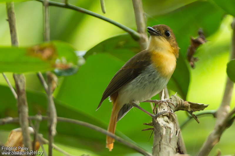 Gobemouche de Palawanadulte