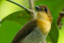 Palawan Flycatcher