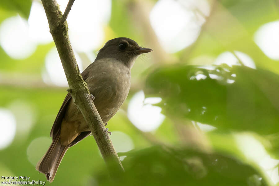 Matinan Blue Flycatcheradult