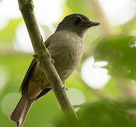 Matinan Blue Flycatcher