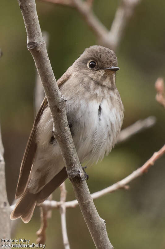 Dark-sided Flycatcher, aspect