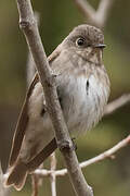 Dark-sided Flycatcher