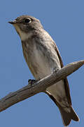 Dark-sided Flycatcher