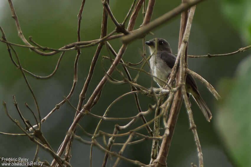 Tessmann's Flycatcheradult