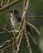 Tessmann's Flycatcher