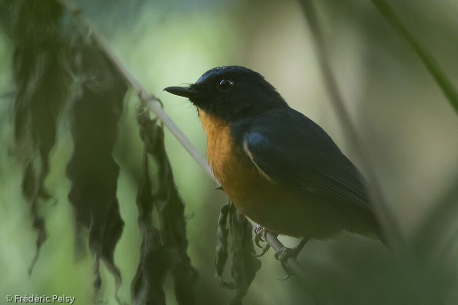 Sulawesi Blue Flycatcher male adult