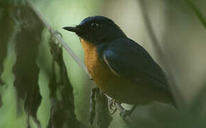 Sulawesi Blue Flycatcher