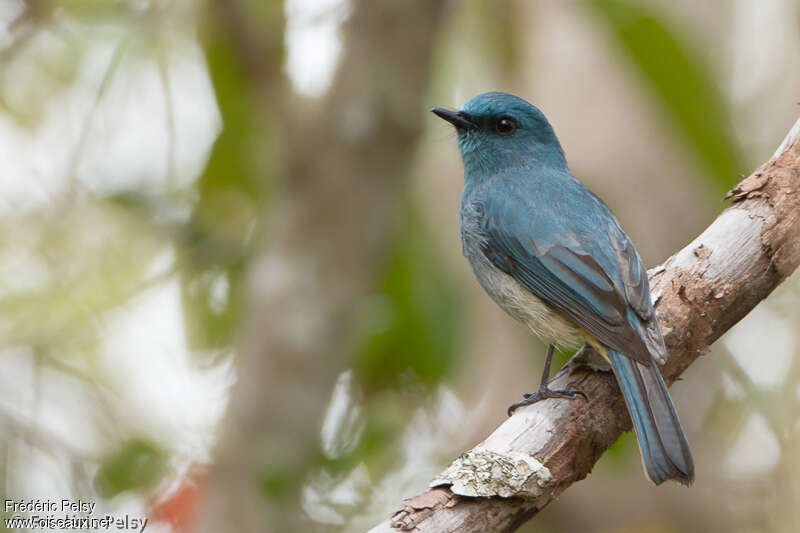 Turquoise Flycatcher, identification