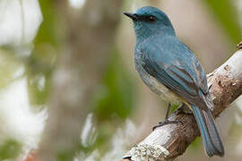 Turquoise Flycatcher