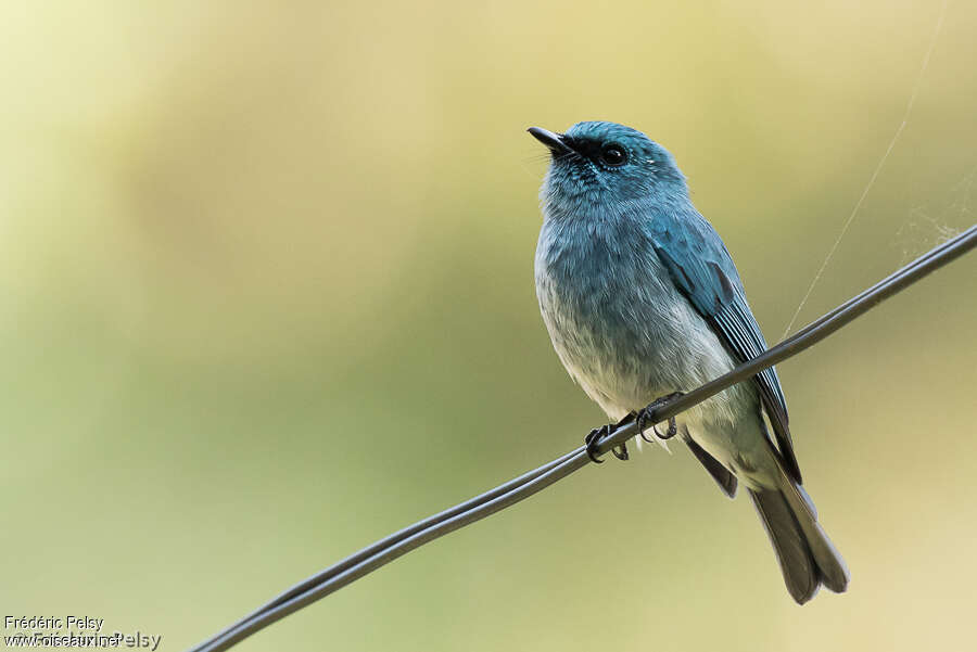 Turquoise Flycatcher