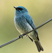 Turquoise Flycatcher