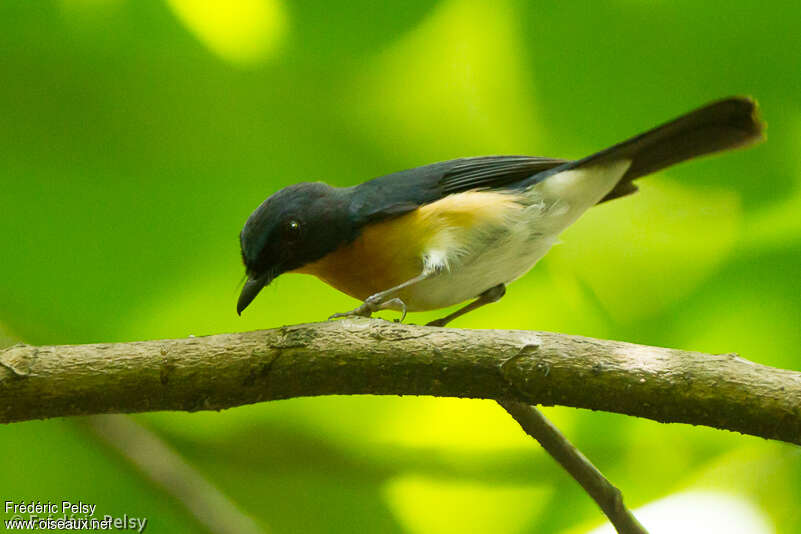 Mangrove Blue Flycatcher male adult