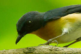 Mangrove Blue Flycatcher