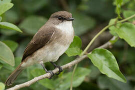 Swamp Flycatcher