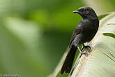 Gobemouche drongo