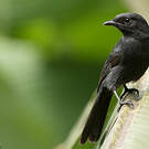 Gobemouche drongo
