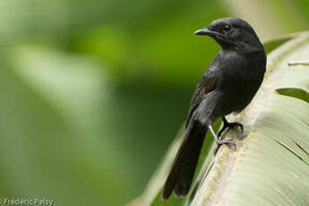 Gobemouche drongo