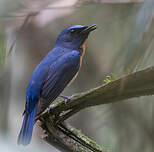 Gobemouche du Yunnan