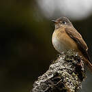 Gobemouche ferrugineux