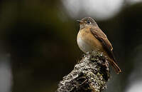 Gobemouche ferrugineux