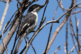 Fiscal Flycatcher