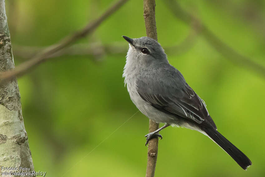 Grey Tit-Flycatcheradult, identification