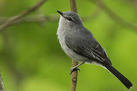 Grey Tit-Flycatcher