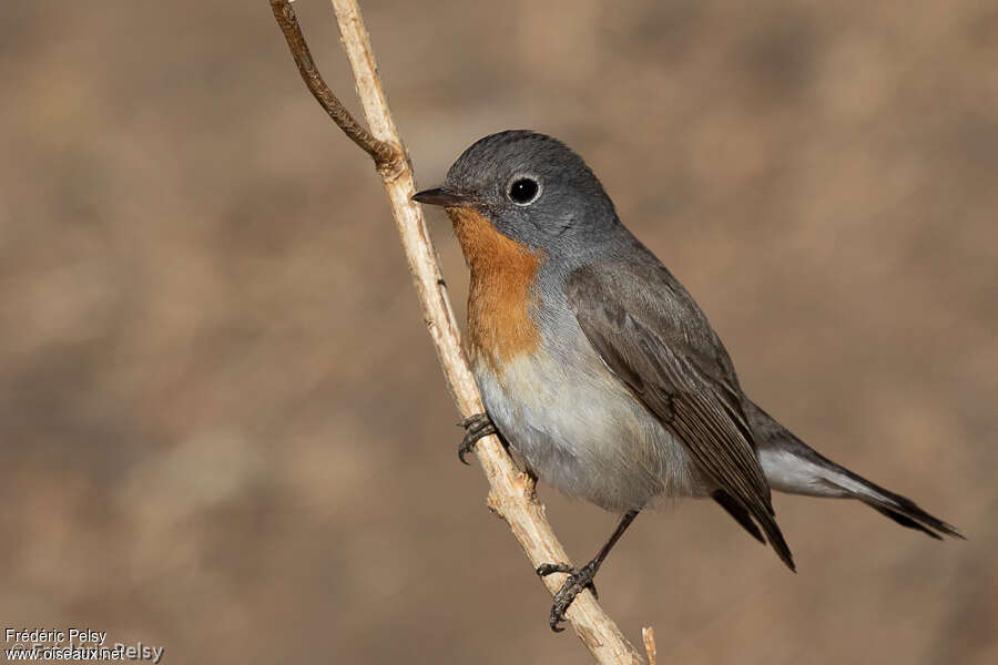 Red-breasted Flycatcher male adult breeding, identification