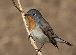 Red-breasted Flycatcher