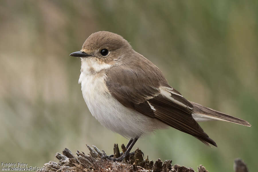 European Pied Flycatcher female adult breeding, identification