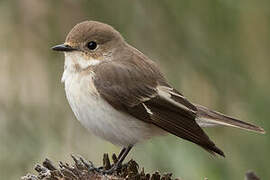 European Pied Flycatcher