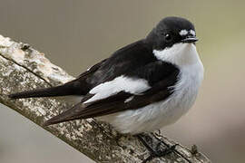 European Pied Flycatcher