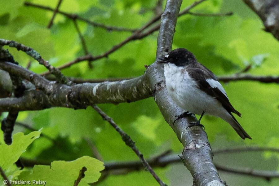 European Pied Flycatcher male adult