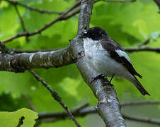 European Pied Flycatcher