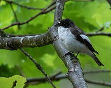 European Pied Flycatcher