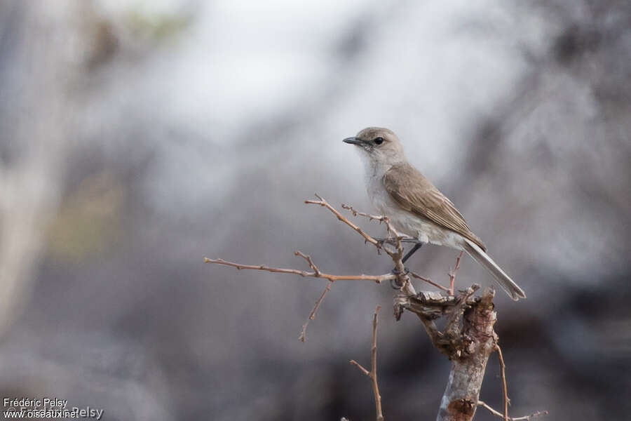 Pale Flycatcheradult