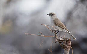 Pale Flycatcher