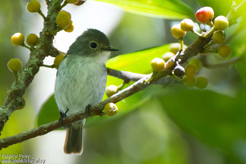 Little Pied Flycatcher female adult