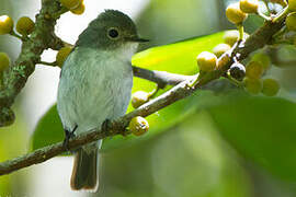 Little Pied Flycatcher