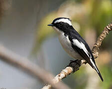 Little Pied Flycatcher