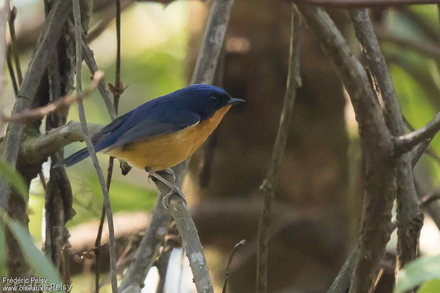 Pygmy Flycatcher male adult, identification