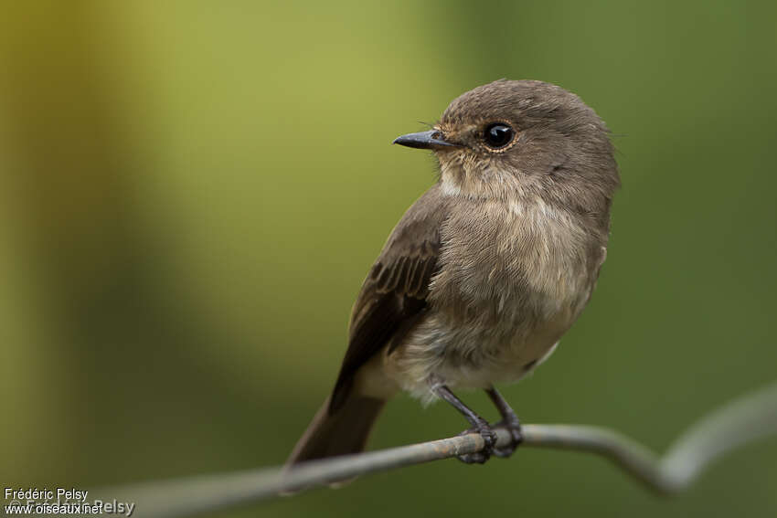 African Dusky Flycatcheradult, identification