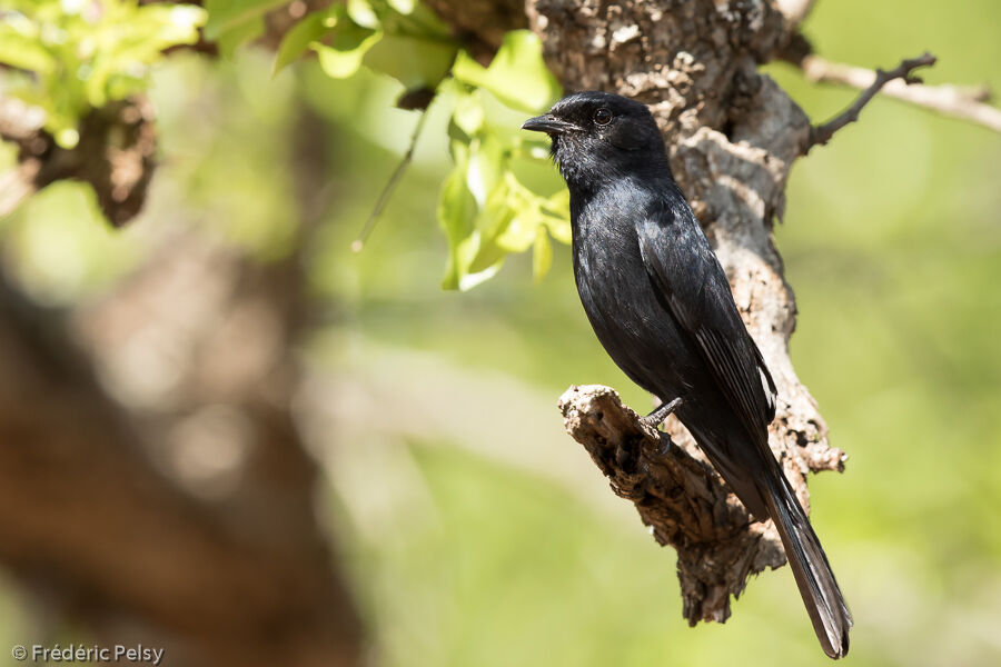 Southern Black Flycatcheradult