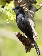 Southern Black Flycatcher